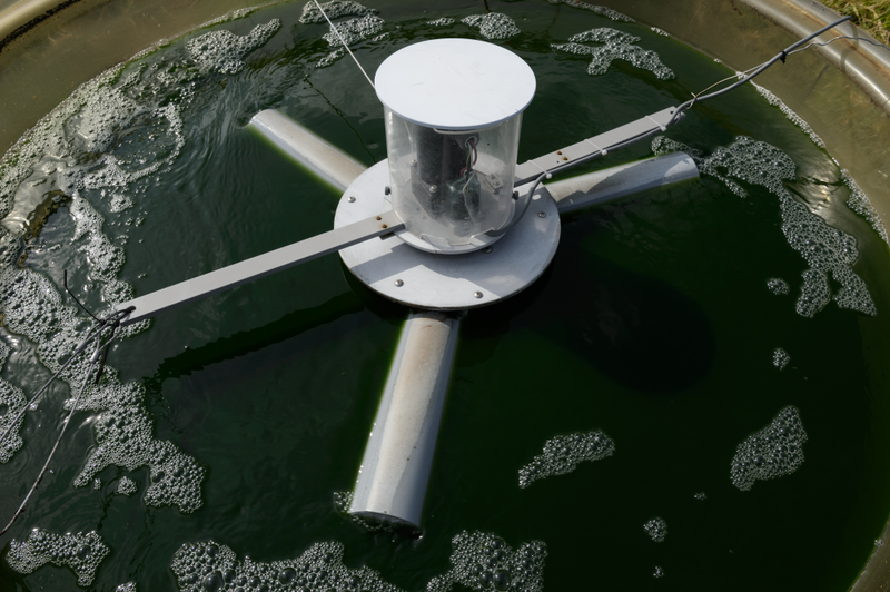 Illustration for article titled Why Algae Could Be the Greatest—and Trickiest—Fuel Source of All